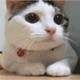 一只小熊