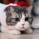 两只猫