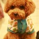 jingjingyang