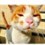 上善若水大猫子